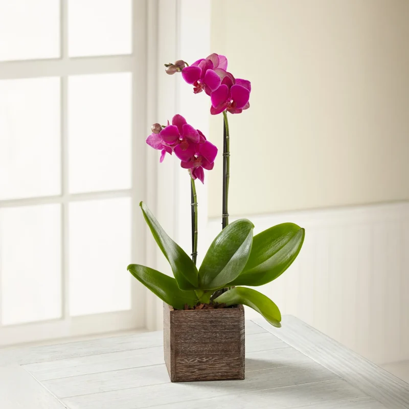 MINI ORCHIDS 105