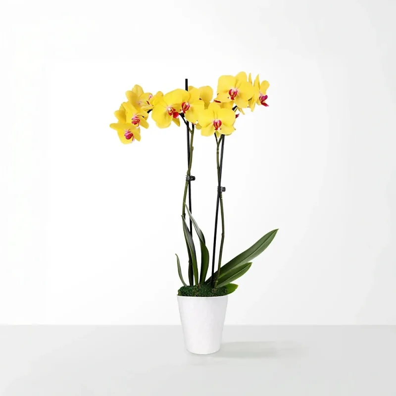 ORCHIDS 101