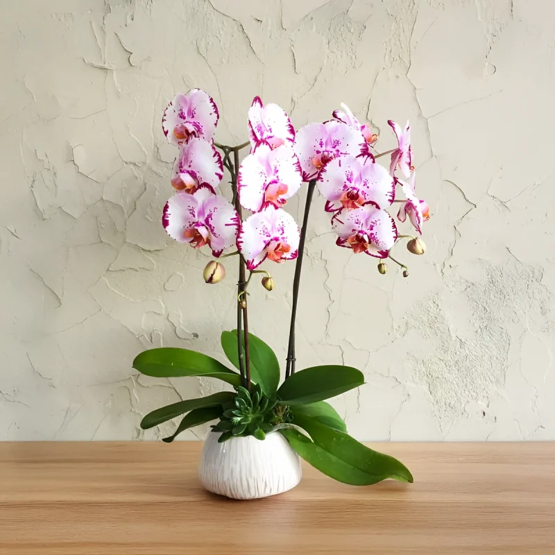 ORCHIDS 102