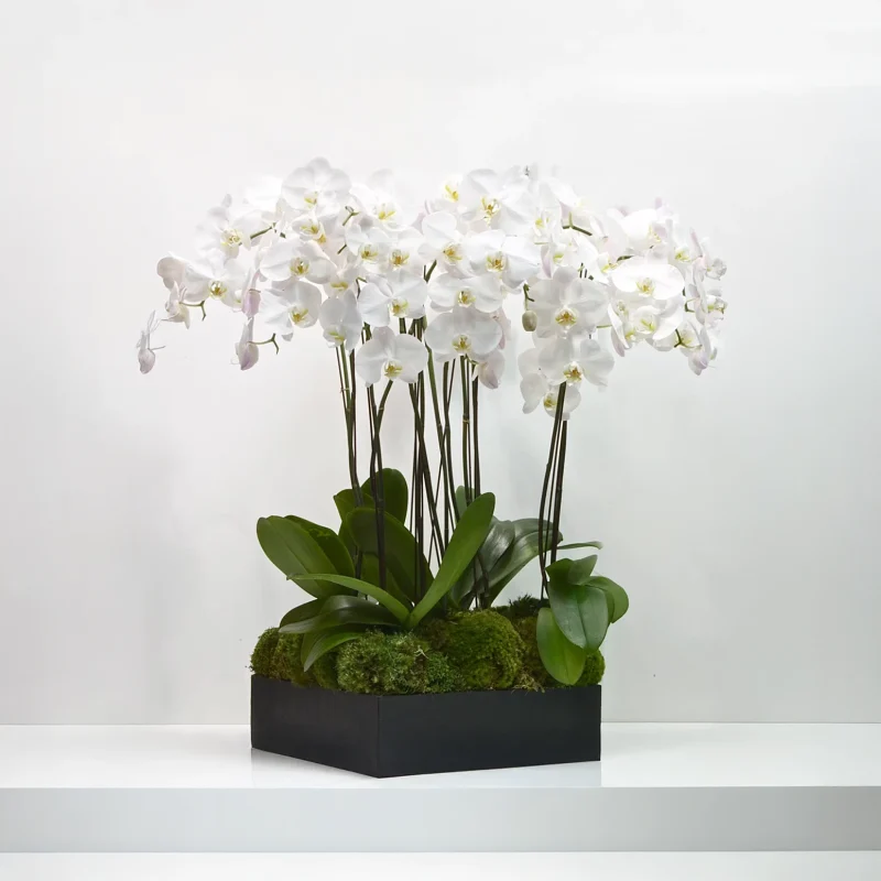 ORCHIDS 107