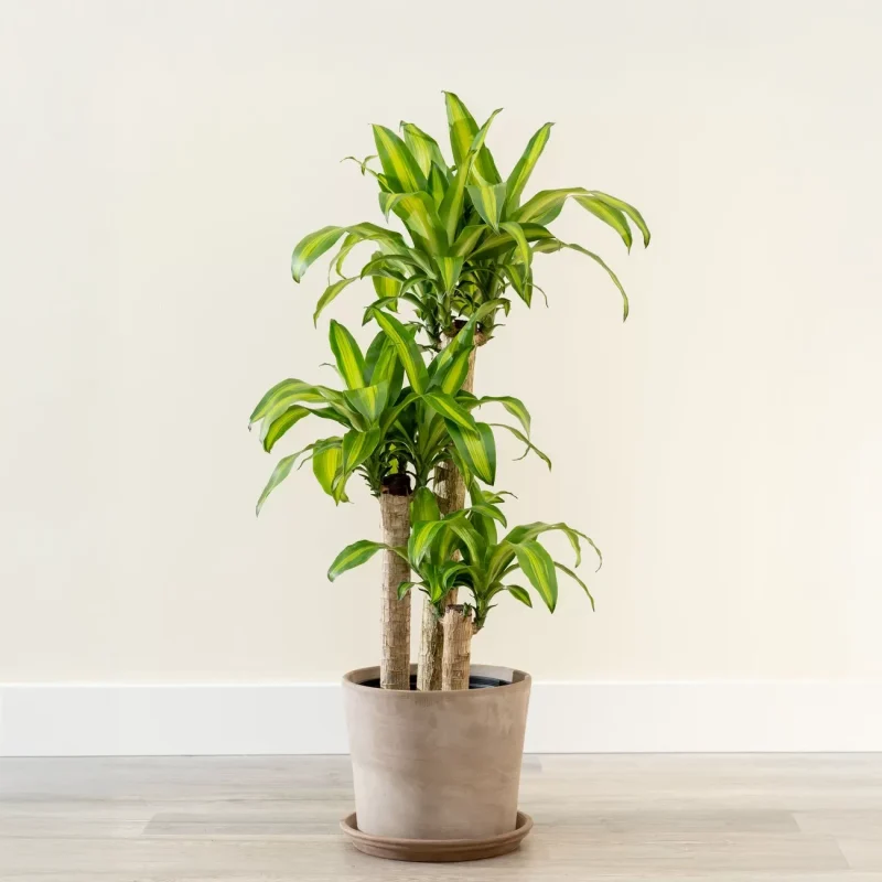 PLANT 102