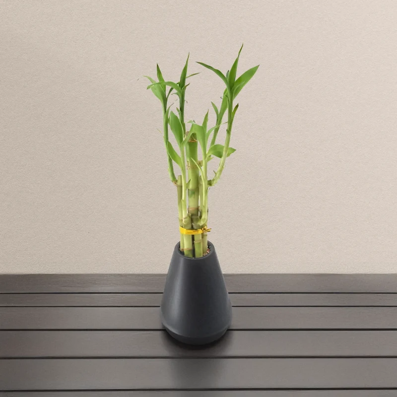 PLANT 109