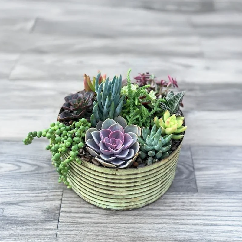 SUCCULENTS 120