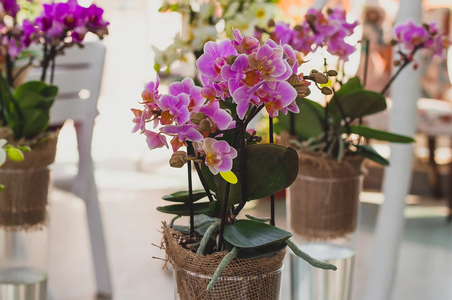 beverlyhillsflowers-los angeles-2