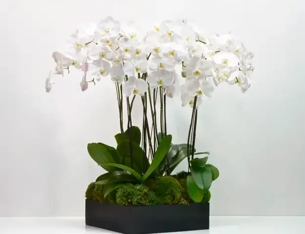 orchid delivery in Los Angeles CA